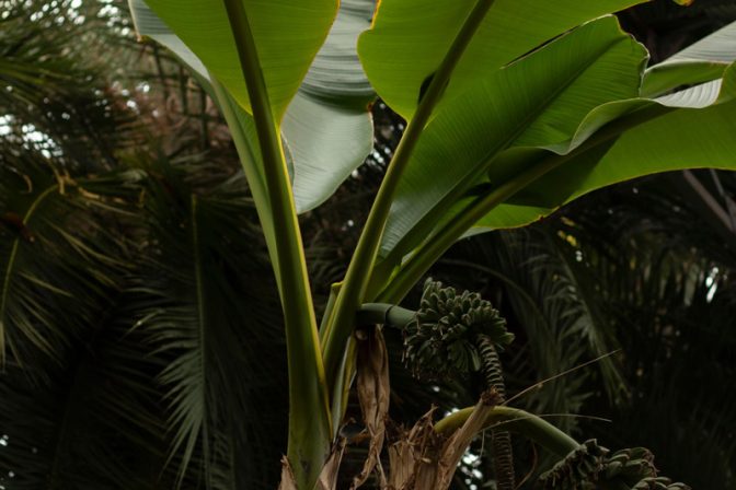 El tesoro verde de la sintropía: El poder de la Biomasa en la agricultura regenerativa