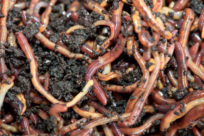 La lombriz californiana: Tu aliada silenciosa para un jardín saludable y sostenible.