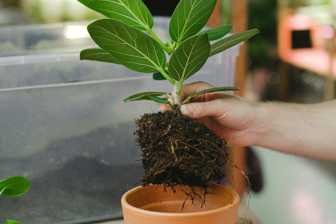Macroagregados y microagregados del suelo: Los bloques de construcción de un ecosistema vital.