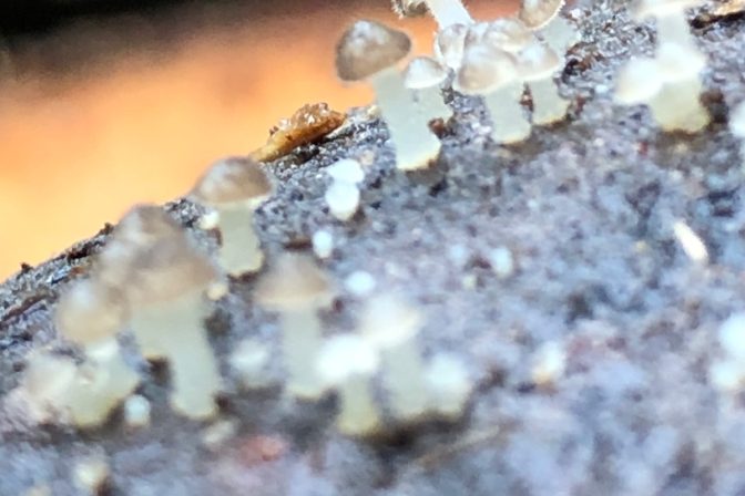 ¡El reino secreto bajo tus pies: El fascinante mundo de los hongos del suelo y la alquimia de la regeneración!