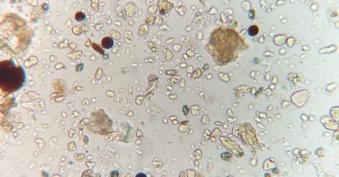 Las bacterias del suelo: Los incansables motores invisibles de la vida.