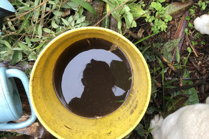 Extracto de compost: El elixir microscópico para un suelo vivo y sano.