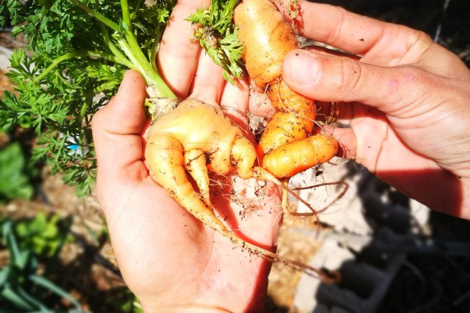 Micro y macronutrientes: ¿Por qué la salud del suelo es tu mejor nutricionista?