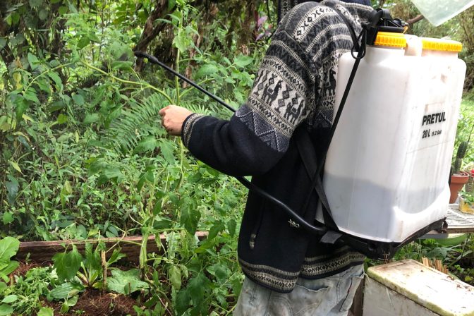 La aplicación del té y extracto de compost.