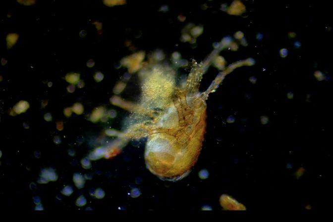 Los microorganismos del suelo