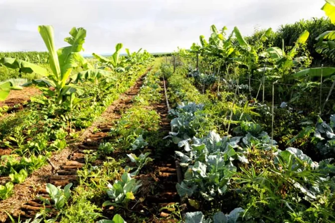 Dominando el espacio y la luz: Los estratos mágicos de la Agricultura Sintrópica.