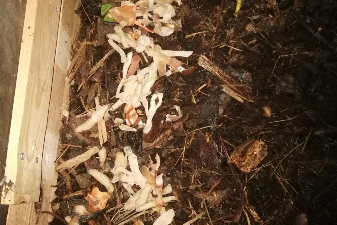 ¡Dale superpoderes a tu tierra con compost y humus llenos de vida!